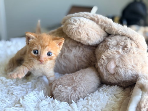 CHAI, Baby Domestic Long Hair (medium coat), cat for adoption in Hurst, Texas
