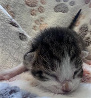 CORTADO, Baby Domestic Short Hair (medium coat), cat for adoption in Hurst, Texas
