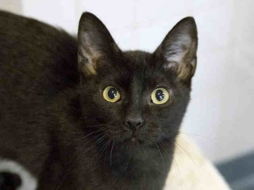 SALLY, Senior Domestic Short Hair (short coat), cat for adoption in Hurst, Texas