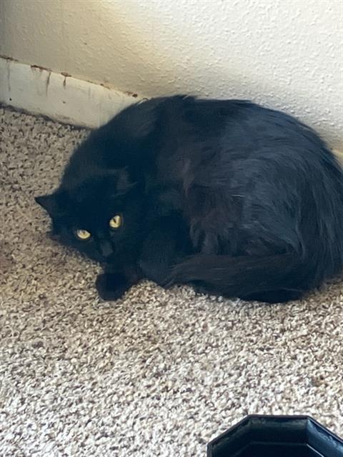 MINERVA, Adult Domestic Short Hair (medium coat), cat for adoption in Hurst, Texas