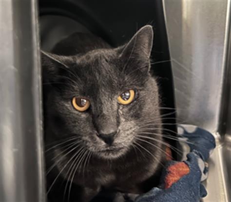 RICKEY, Young Domestic Short Hair (medium coat), cat for adoption in Hurst, Texas
