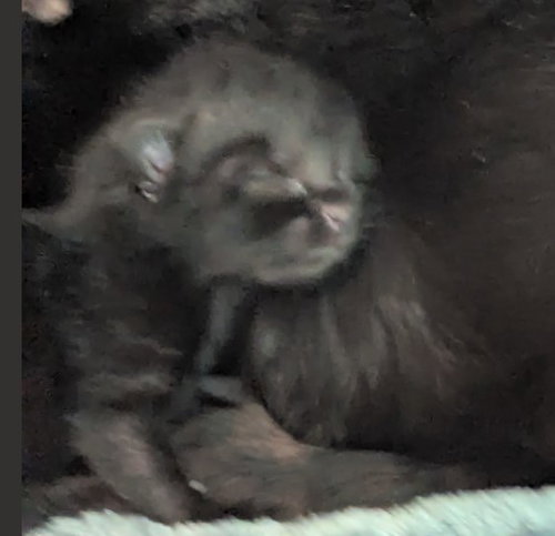 ATHENA, Baby Domestic Short Hair (medium coat), cat for adoption in Hurst, Texas
