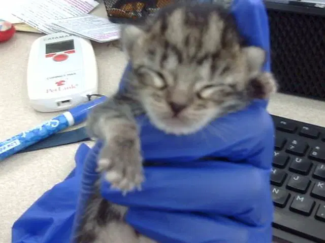 Ambrose - Domestic Short Hair