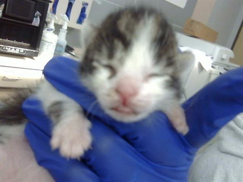 TANK, an adoptable Domestic Short Hair in Dallas, TX