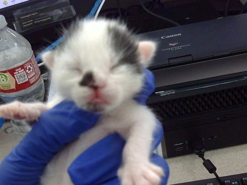 TINK, Baby Domestic Short Hair (medium coat), cat for adoption in Hurst, Texas