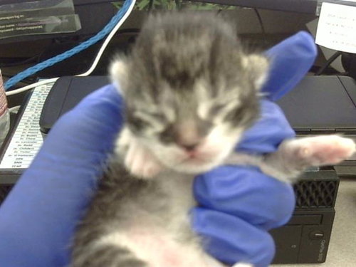 BASIL, Baby Domestic Short Hair (medium coat), cat for adoption in Hurst, Texas