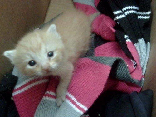 TOAD, Baby Domestic Short Hair (medium coat), cat for adoption in Hurst, Texas