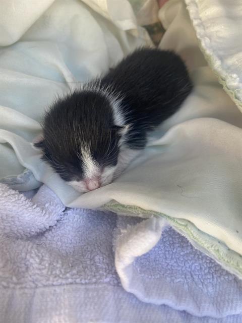 TINY, Baby Domestic Short Hair (medium coat), cat for adoption in Hurst, Texas