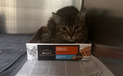 TOM, Young Domestic Medium Hair (medium coat), cat for adoption in Hurst, Texas