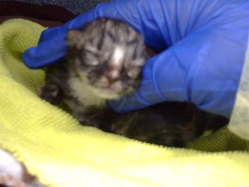 QUINN, Baby Domestic Medium Hair (medium coat), cat for adoption in Hurst, Texas
