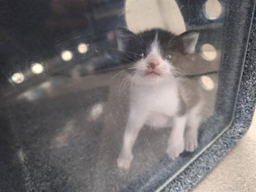 GRAVY, Baby Domestic Short Hair (medium coat), cat for adoption in Hurst, Texas