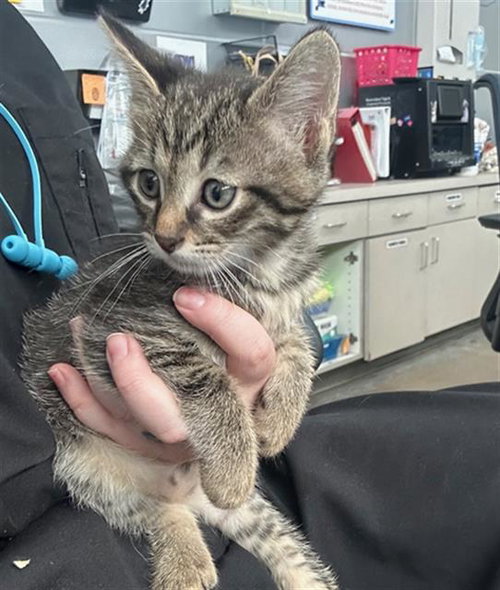 picture of the cat needing adoption
