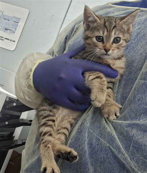 CURIE, Baby Domestic Short Hair (medium coat), cat for adoption in Hurst, Texas