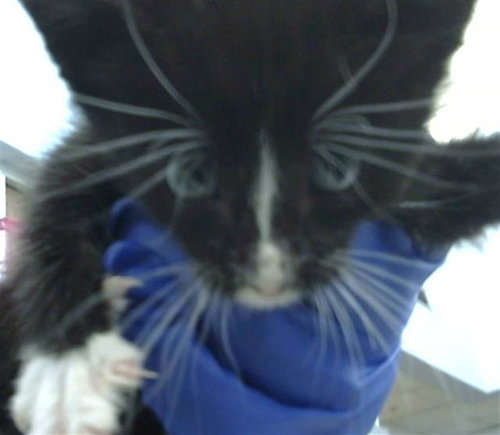 MOJITO, Baby Domestic Medium Hair (medium coat), cat for adoption in Hurst, Texas