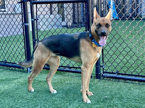 picture of the dog needing adoption