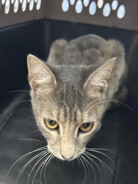 picture of the cat needing adoption
