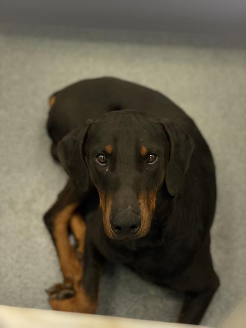 picture of the dog needing adoption