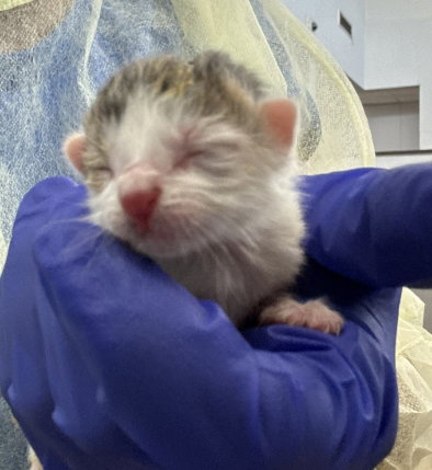 picture of the cat needing adoption
