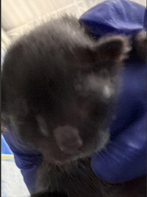 picture of the cat needing adoption