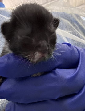 LEAF, Baby Domestic Short Hair (medium coat), cat for adoption in Hurst, Texas