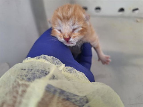 picture of the cat needing adoption