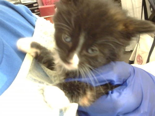 picture of the cat needing adoption