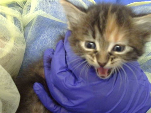 picture of the cat needing adoption