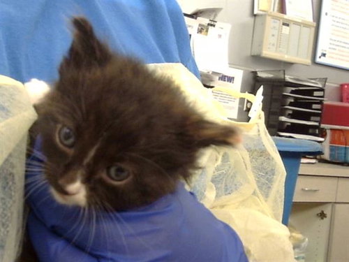 picture of the cat needing adoption
