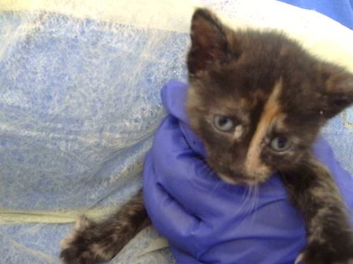 picture of the cat needing adoption