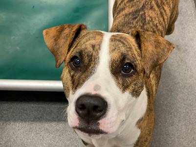picture of the dog needing adoption
