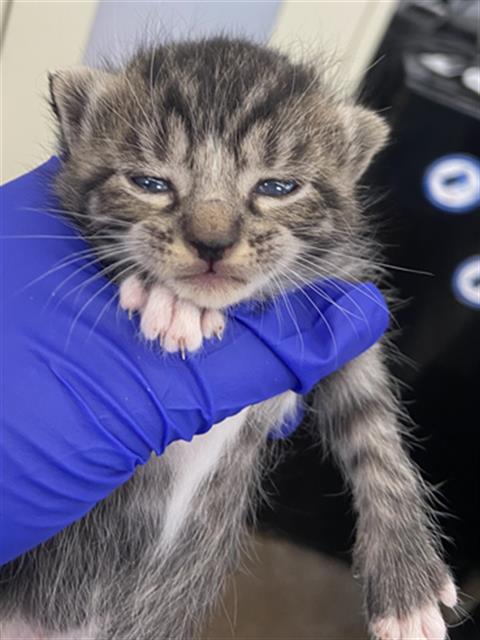 SKITTLES, Baby Domestic Short Hair (medium coat), cat for adoption in Hurst, Texas
