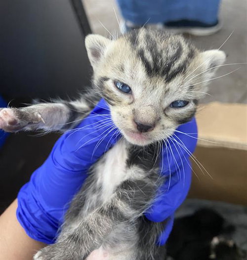 SOUR PATCH, Baby Domestic Short Hair (medium coat), cat for adoption in Hurst, Texas