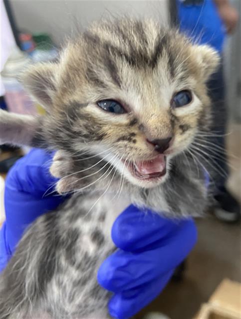 SWEDISH FISH, Baby Domestic Short Hair (medium coat), cat for adoption in Hurst, Texas