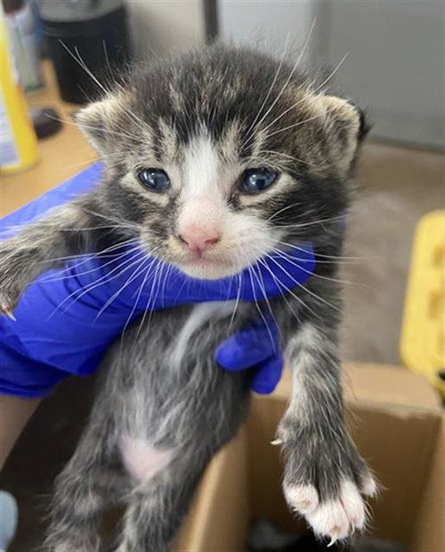 STARBURST, Baby Domestic Short Hair (medium coat), cat for adoption in Hurst, Texas