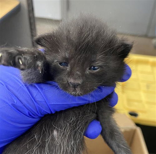 SMARTIES, Baby Domestic Short Hair (medium coat), cat for adoption in Hurst, Texas