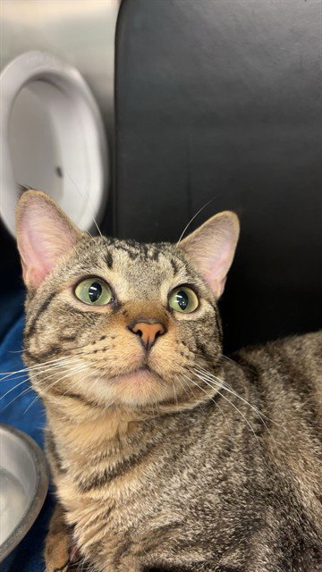 RICO, an adoptable Domestic Short Hair in Dallas, TX