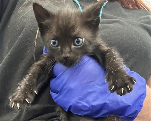BLADE, an adoptable Domestic Short Hair in Dallas, TX