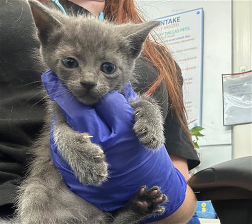 MATILDA, Baby Domestic Short Hair (medium coat), cat for adoption in Hurst, Texas