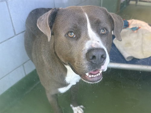 CHAMP, an adoptable Pit Bull Terrier in Dallas, TX