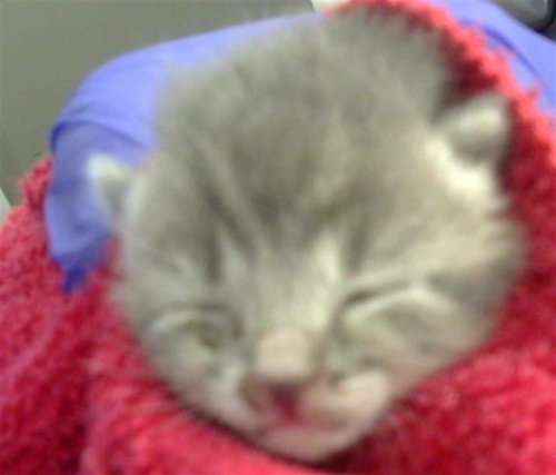 CLOUD, Baby Domestic Short Hair (medium coat), cat for adoption in Hurst, Texas