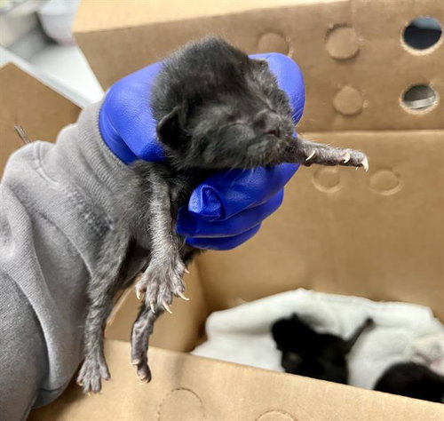 INKY, Baby Domestic Short Hair (medium coat), cat for adoption in Hurst, Texas
