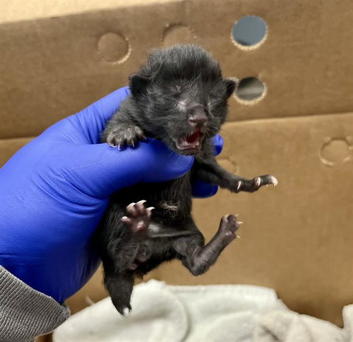 MIDNIGHT, Baby Domestic Short Hair (medium coat), cat for adoption in Hurst, Texas