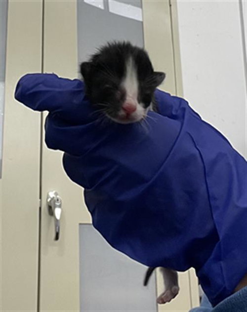 ASH, Baby Domestic Short Hair (medium coat), cat for adoption in Hurst, Texas