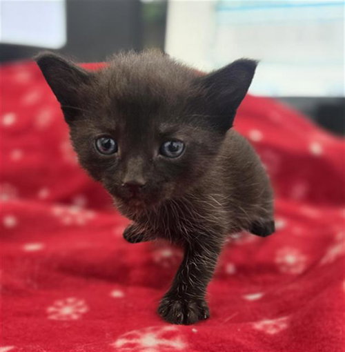 SUNNY, Baby Domestic Short Hair (medium coat), cat for adoption in Hurst, Texas