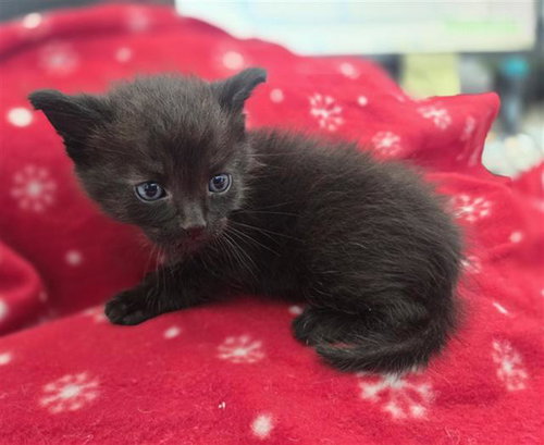 BUMBLEBEE, Baby Domestic Short Hair (medium coat), cat for adoption in Hurst, Texas