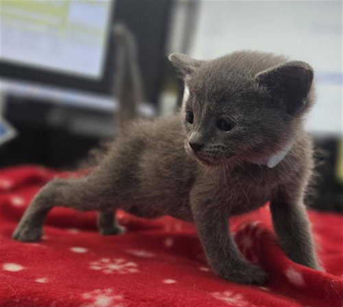 KIMCHI, Baby Domestic Short Hair (medium coat), cat for adoption in Hurst, Texas