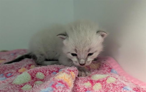 SNOWFLAKE, Baby Domestic Short Hair (medium coat), cat for adoption in Hurst, Texas