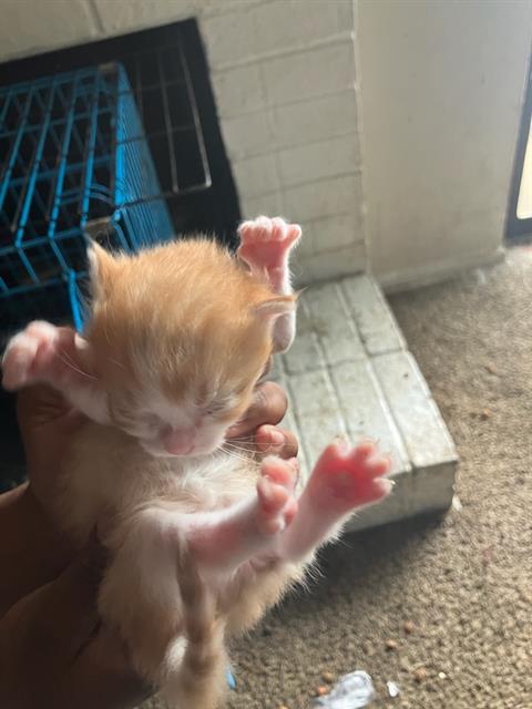 SPRING, Baby Domestic Short Hair (medium coat), cat for adoption in Hurst, Texas