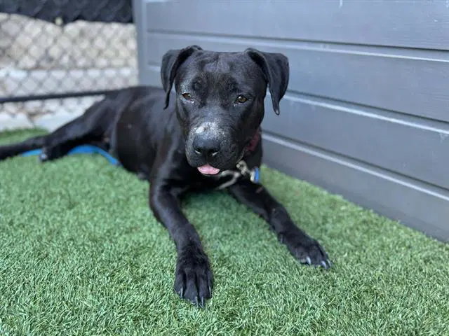 Sable - Pit Bull Terrier