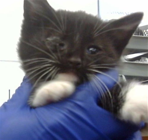 KANER, Baby Domestic Short Hair (medium coat), cat for adoption in Hurst, Texas
